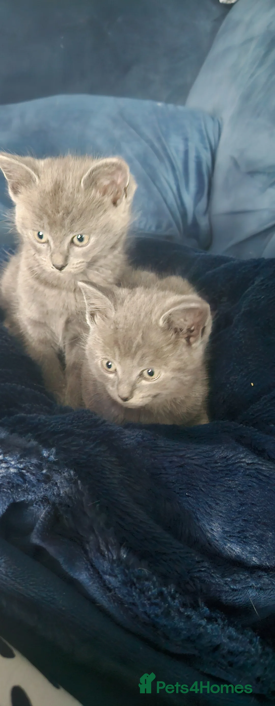 Ragdoll cats for sale: Ragdoll x kittens  - Advert 36