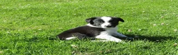 Border Collie dogs for sale: 5 Beautiful Border Collie Puppies  - Advert 10