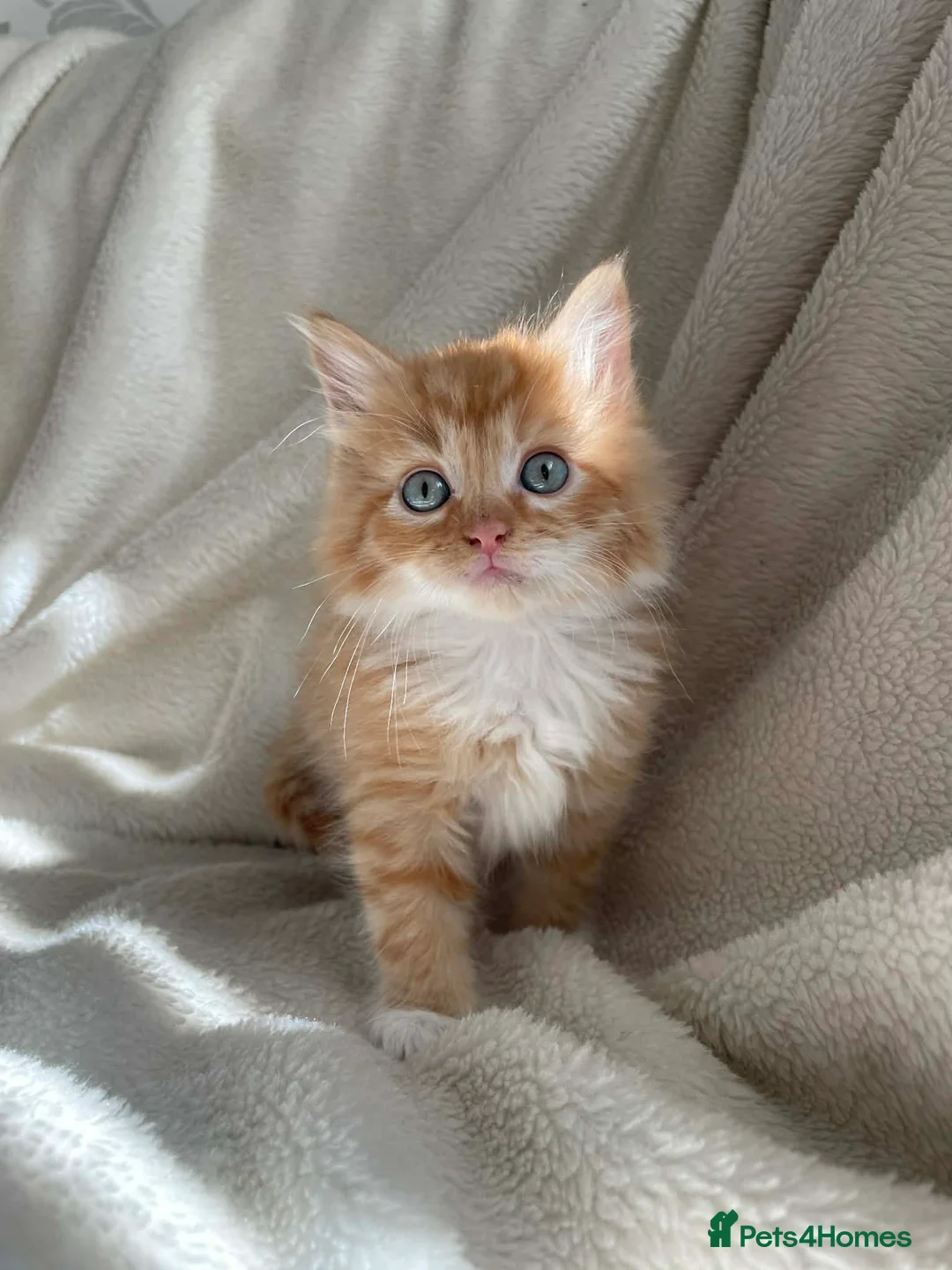 Mixed Breed cats for sale: Gorgeous kittens  - Advert 1