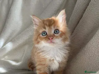 Mixed Breed cats Gorgeous kittens - Advert 4