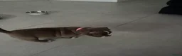 American Bully dogs for sale: Looking for there forever home - Advert 13