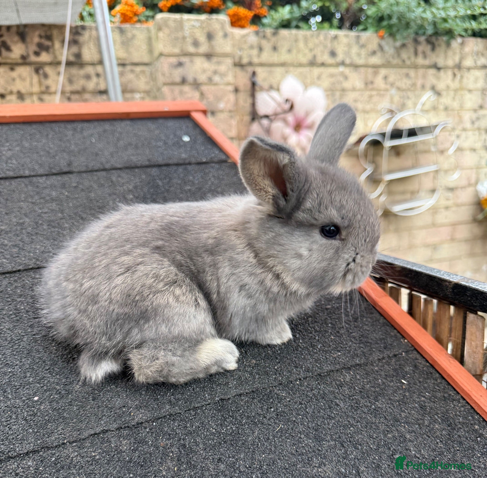 Continental Giant rabbits Gorgeous Conti/French Lop Bunnies ♥️ - Advert 1