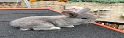 Continental Giant rabbits for sale: Gorgeous Conti/French Lop Bunnies ♥️ - Advert 1