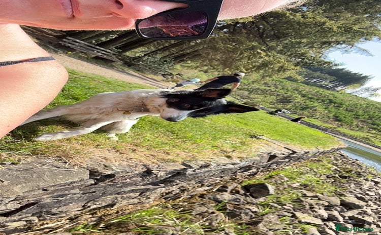 Border Collie dogs - Advert 5