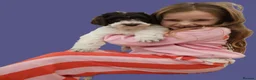 Labradoodle dogs for stud: Hypoallergenic Labradoodle STUD Proven Vet Checked - Advert 18