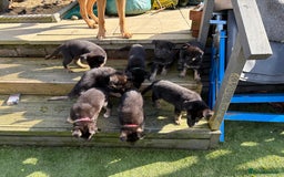German Shepherd dogs for sale: German Shepherd puppies for sale - Image 3