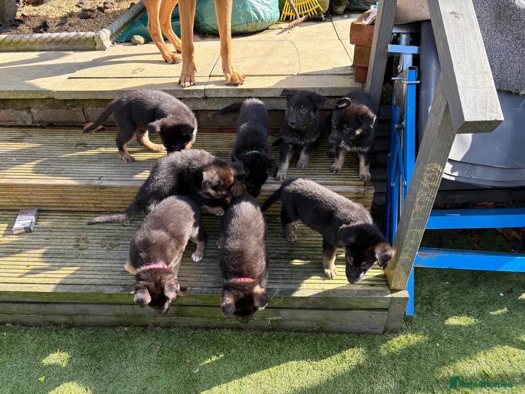 German Shepherd dogs for sale: German Shepherd puppies for sale - Image 3