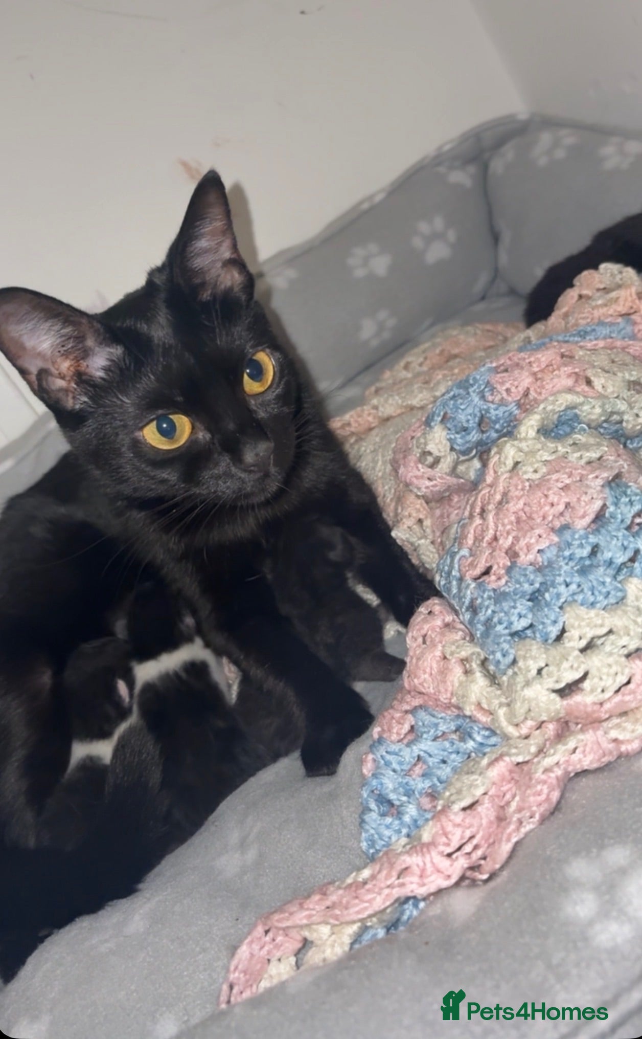 Mixed Breed cats 4 stunning kittens looking for an forever home - Advert 1