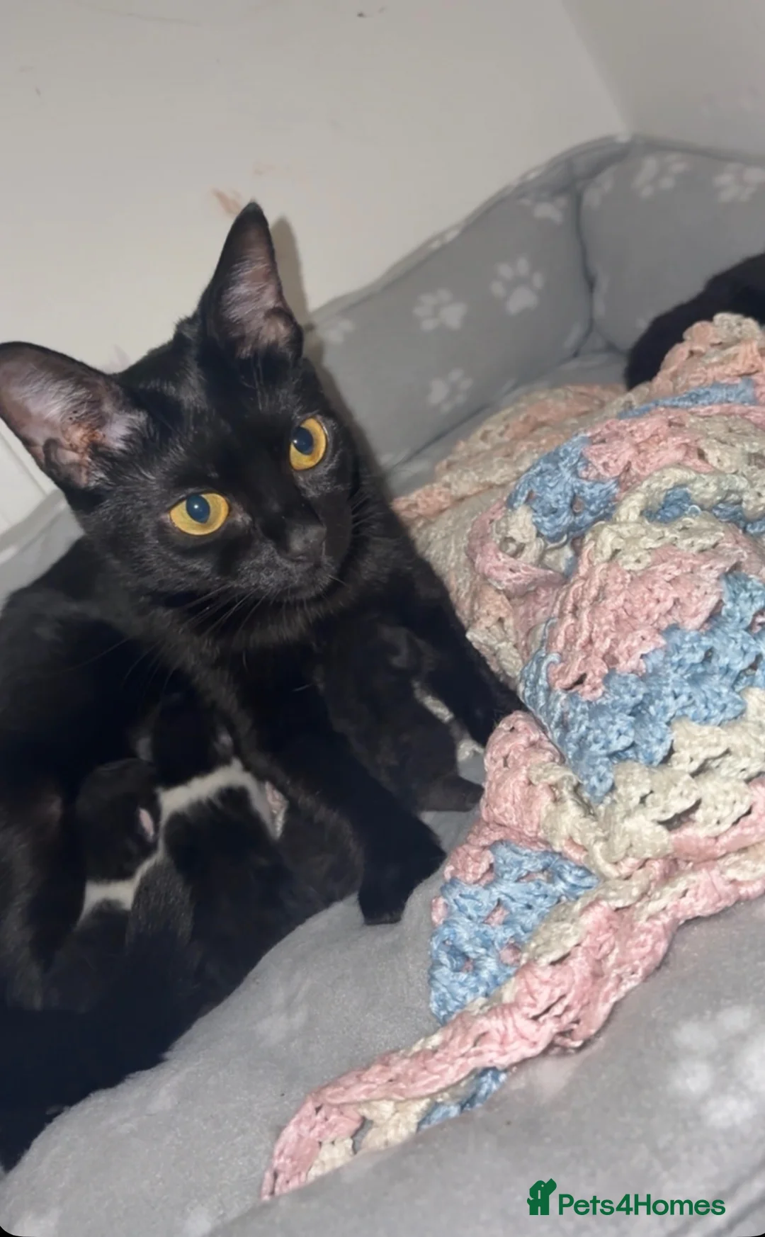 Mixed Breed cats for sale: 4 stunning kittens looking for an forever home - Advert 1