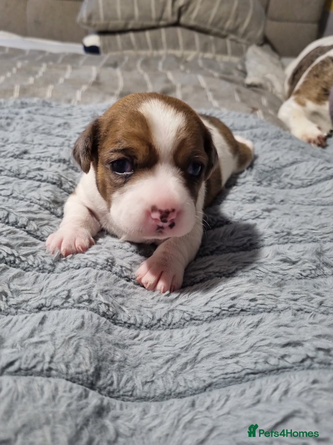 Jack Russell dogs for sale: Jack Russell X Shih Tzu Puppies - Advert 27