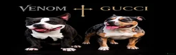 American Bully dogs for sale: Beautiful Pocket Bullies ABKC Registered  - Advert 26