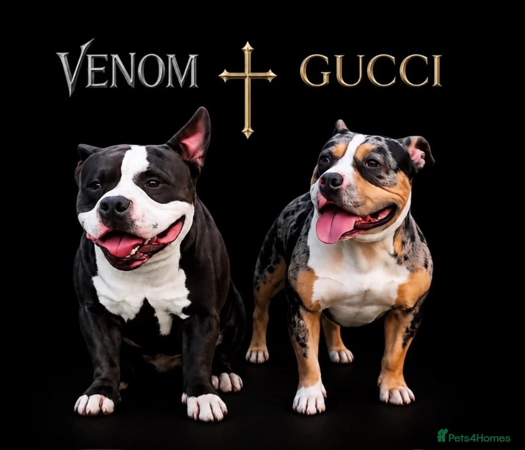 American Bully dogs for sale: Beautiful Pocket Bullies ABKC Registered  - Advert 26