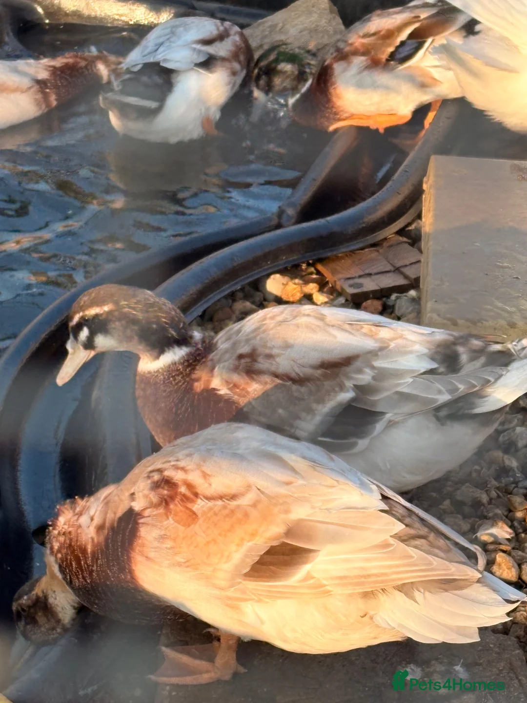 Ducks poultry for sale: Appleyard x Runner Drakes  in Olney - Advert 2