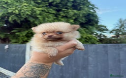 Pomeranian dogs for sale: Beautiful Pomeranian’s  - Image 13