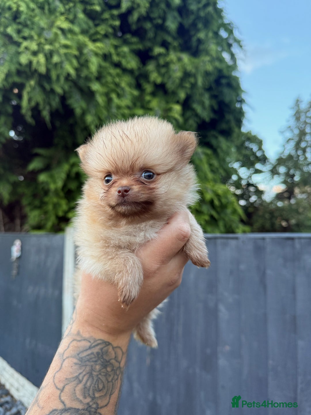 Pomeranian dogs for sale: Beautiful Pomeranian’s  - Image 13