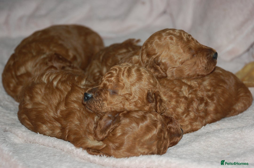 Toy Poodle dogs for sale: Beautiful solid red KC toy poodle - Advert 7