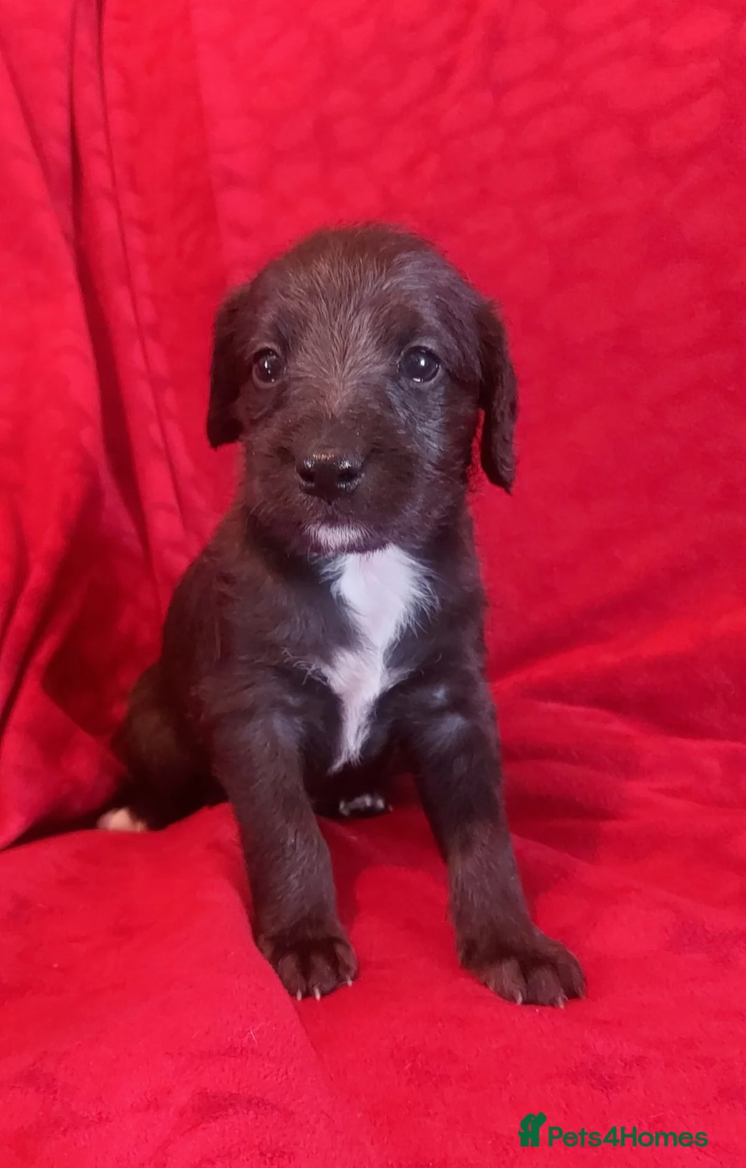 Mixed Breed dogs for sale: Stunning F1 Bedlington/whippet puppies - Advert 1