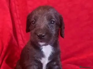 Mixed Breed dogs Stunning F1 Bedlington/whippet puppies - Advert 3