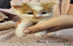 Mixed Breed cats for sale: British Long hair x kittens ONLY 4 FEMALES LEFT - Image 15