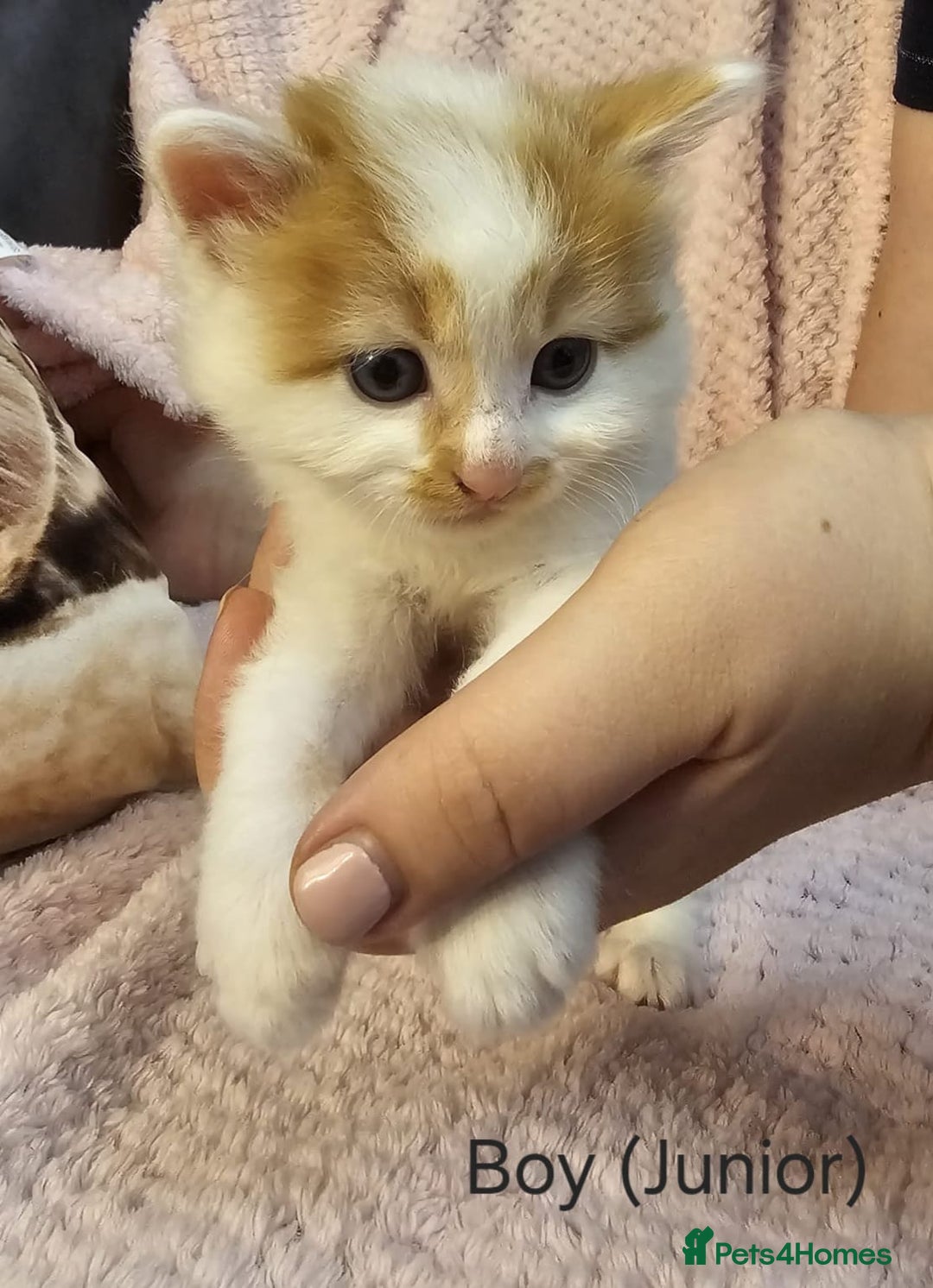 Mixed Breed cats for sale: British Long hair x kittens ONLY 4 FEMALES LEFT - Image 15