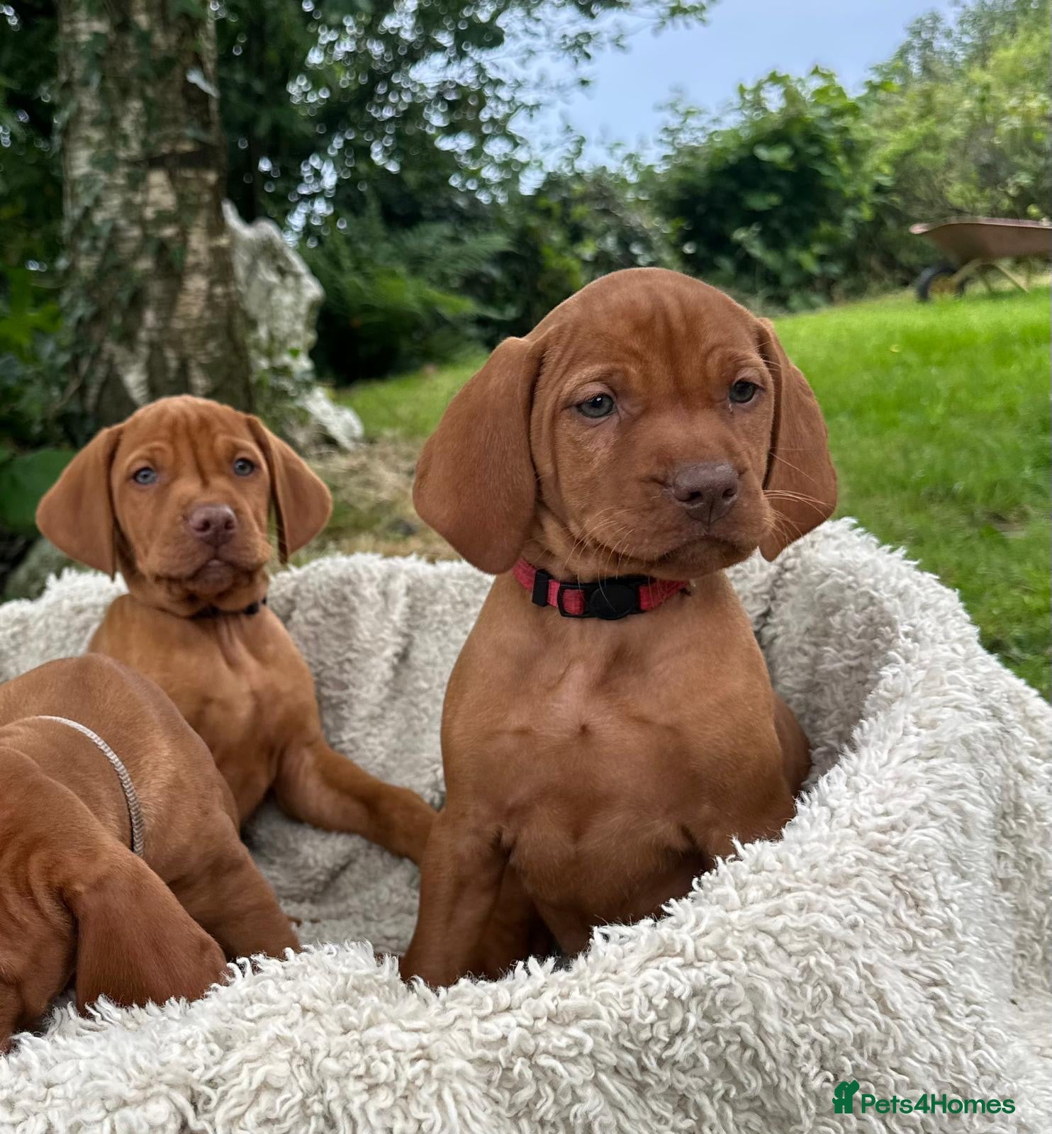 Hungarian Vizsla dogs 🐶Adorable KC Hungarian Vizsla Puppies 💗🩵 - Advert 1