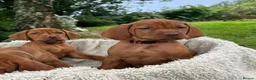 Hungarian Vizsla dogs for sale: 🐶Adorable KC Hungarian Vizsla Puppies 💗🩵 - Advert 1