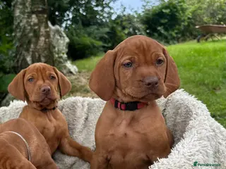 Hungarian Vizsla dogs 🐶Adorable KC Hungarian Vizsla Puppies 💗🩵 - Advert 2
