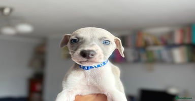 Whippet dogs - Advert 7