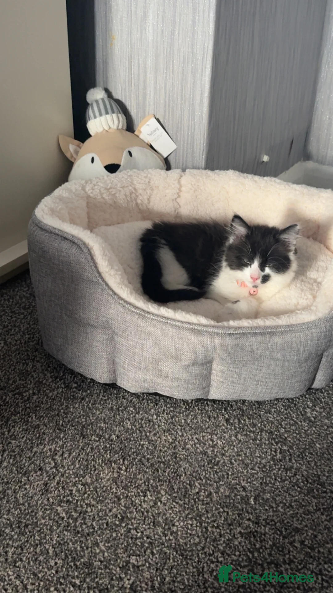 Mixed Breed cats for sale: 10 week old long haired kitten  - Advert 1