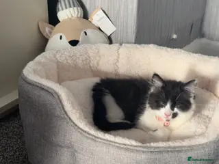 Mixed Breed cats 10 week old long haired kitten - Advert 4
