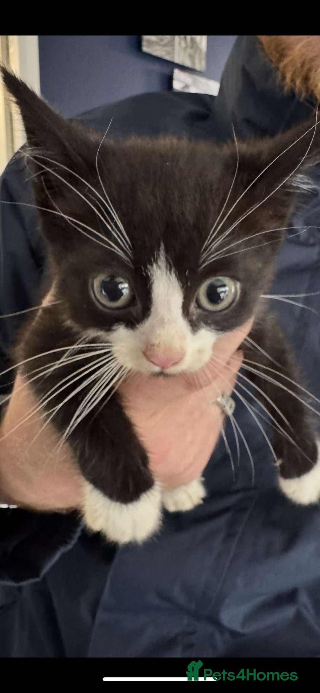 Mixed Breed cats for sale: 4 black and white kittens  - Image 9