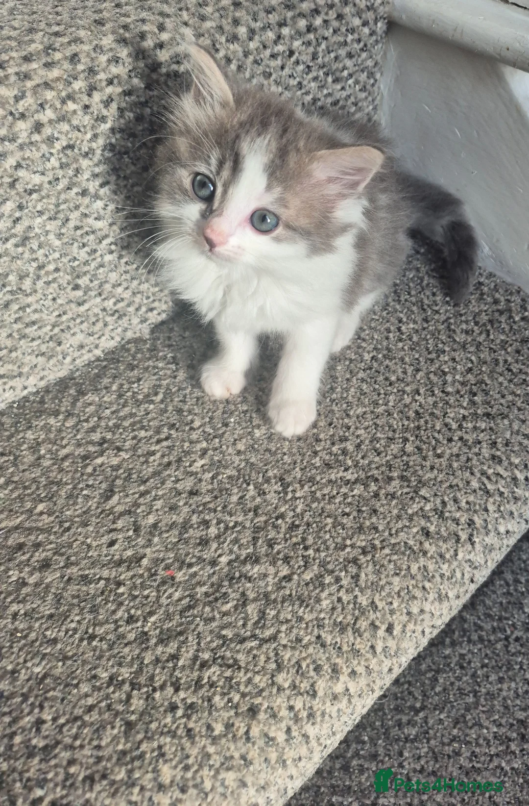 Mixed Breed cats for sale: Kittens ready for their new family - Advert 2