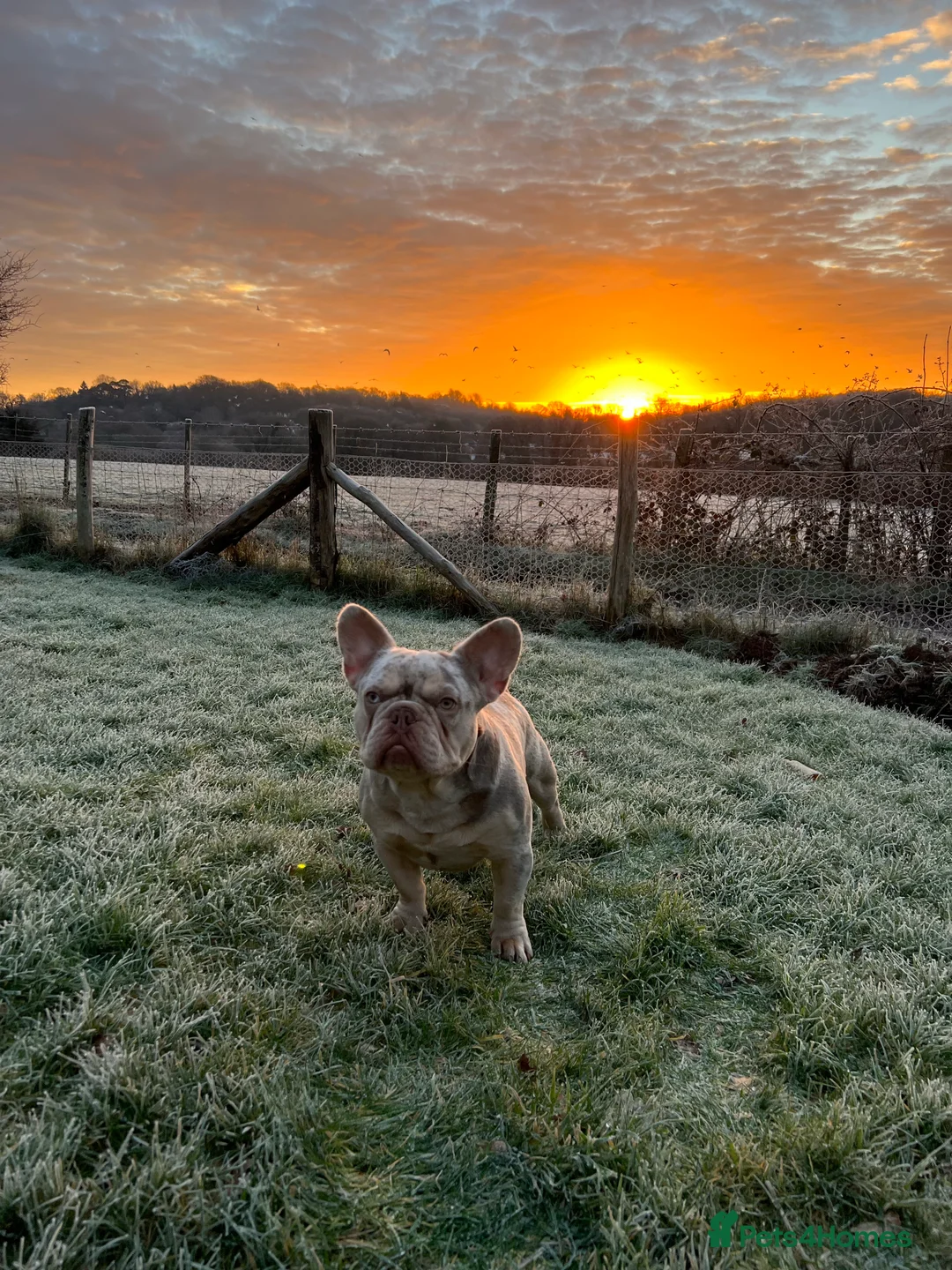 French Bulldog dogs for stud: THOR Newshade Isabella Fluffy carrier in Stevenage - Advert 3