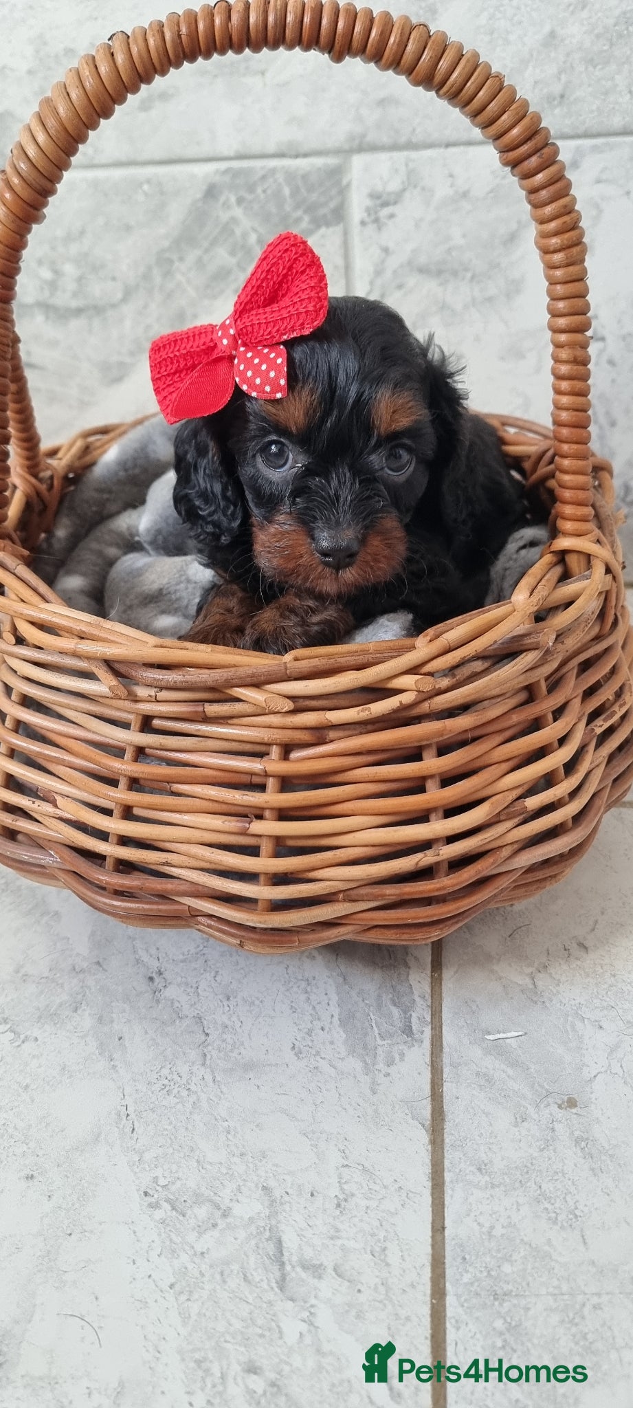 Cavapoo dogs (READY NOW) reduced Tiny F1 toy cavapoos  - Advert 15