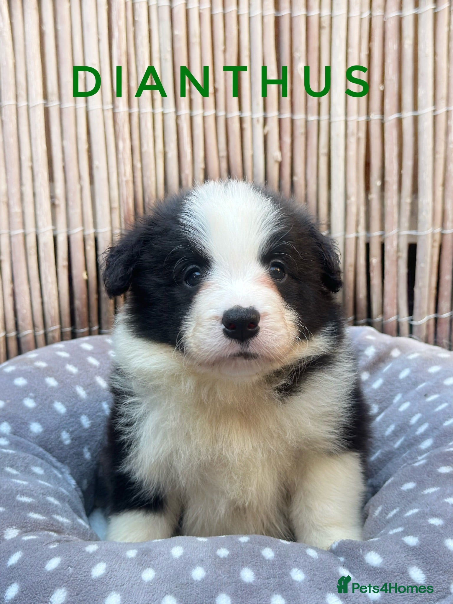 Border Collie dogs Fully Health Tested, KC registered puppies due - Advert 1