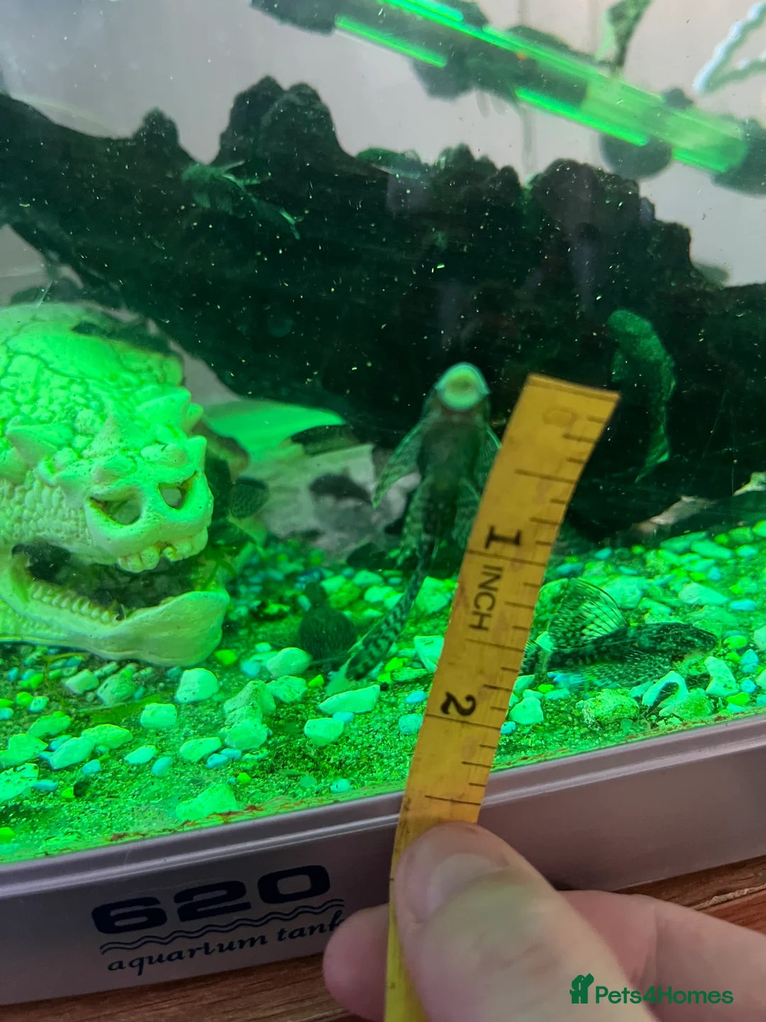 Plecos fish for sale: Longfin and shortfin bristlenose - Advert 6