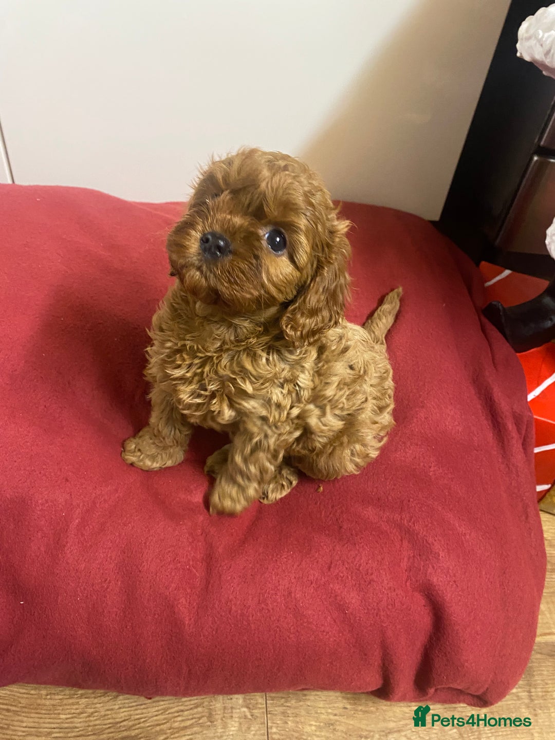 Cavapoo dogs for sale: Cavapoo for sale - Advert 3