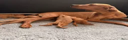 Hungarian Vizsla dogs for sale:     KC Hungarian Vizsla Puppies - Licensed ⭐ - Advert 7