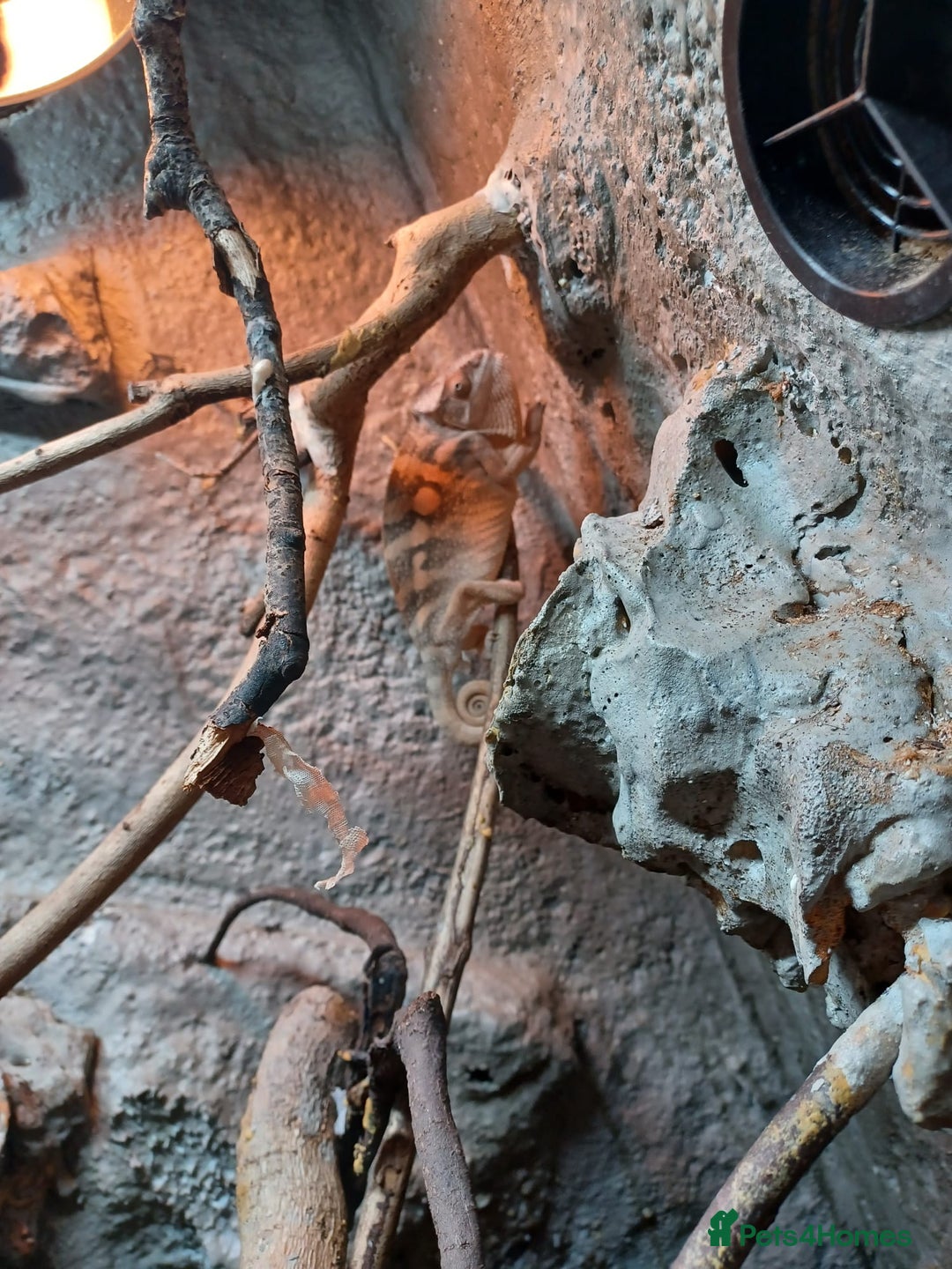 Chameleon reptiles for sale: Pair of Amilobe Panther Chameleons - Advert 4