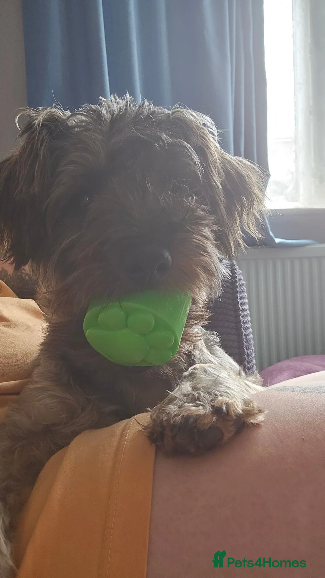 Yorkiepoo dogs for sale: Older Pup - Cheeky Chap in Barrow-in-Furness - Advert 1