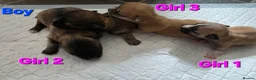 Chihuahua dogs for sale: 4 Chihauhau puppies ready end of July - Advert 9