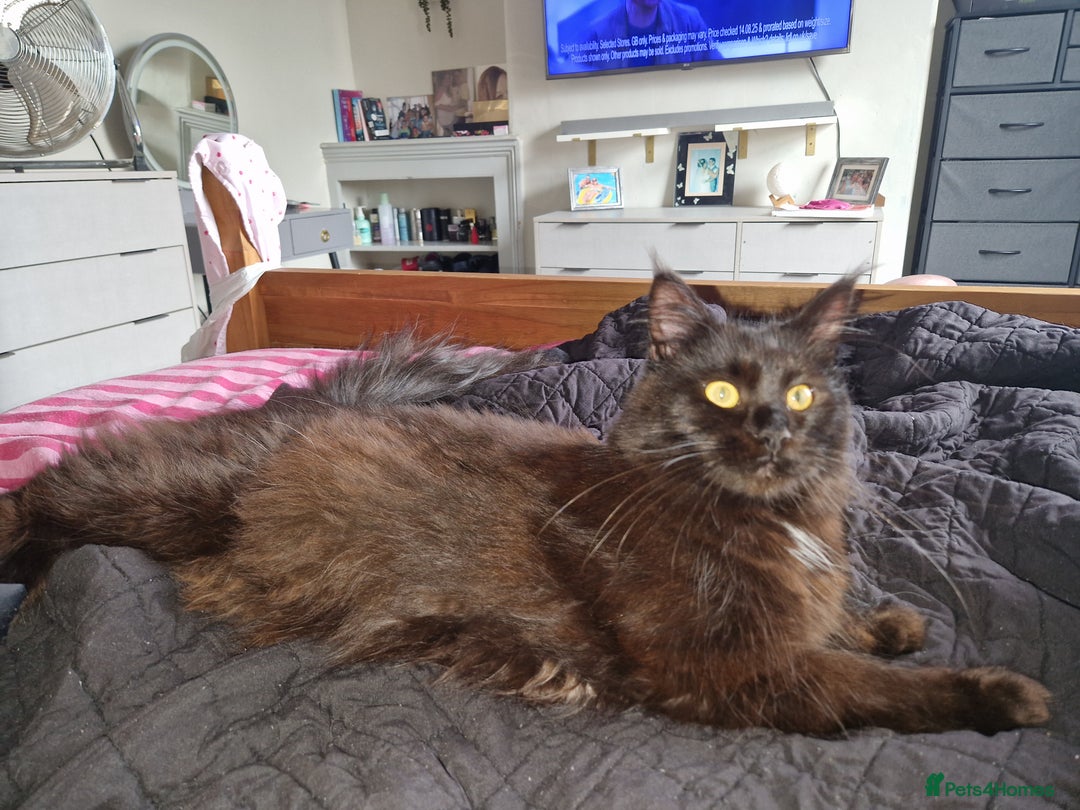 Maine Coon cats for sale: Stunning main coon girl for sale - Image 7