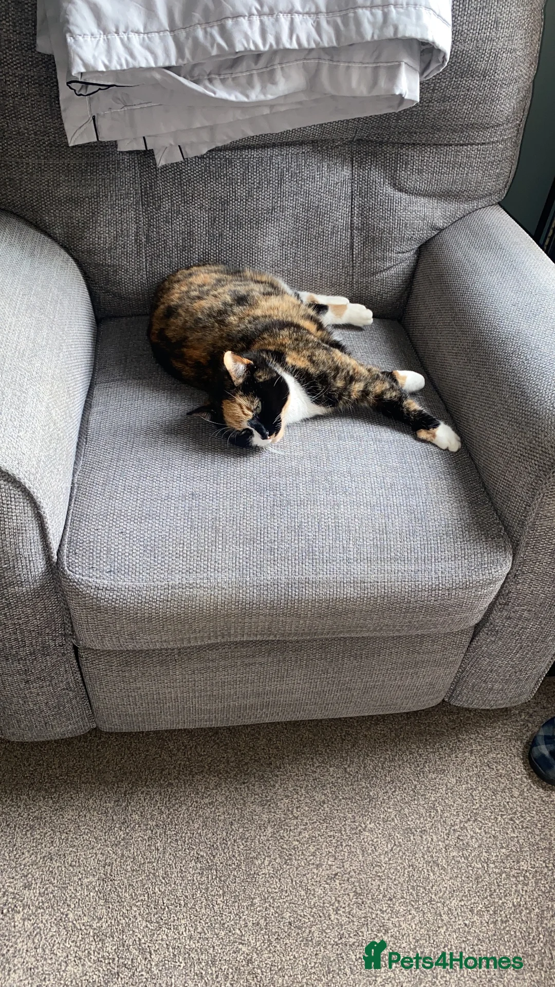 Domestic Shorthair cats for sale: Female kitten in Chatteris - Advert 6