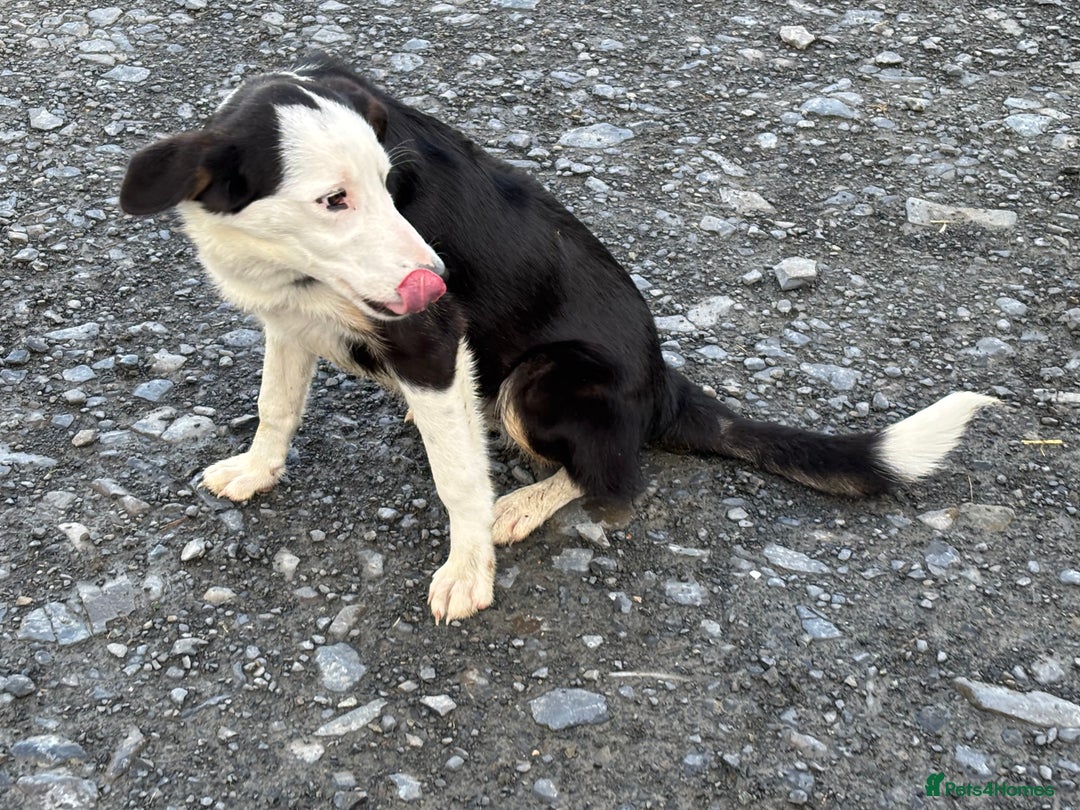 Border Collie dogs for sale: Border Collie Male - Image 7