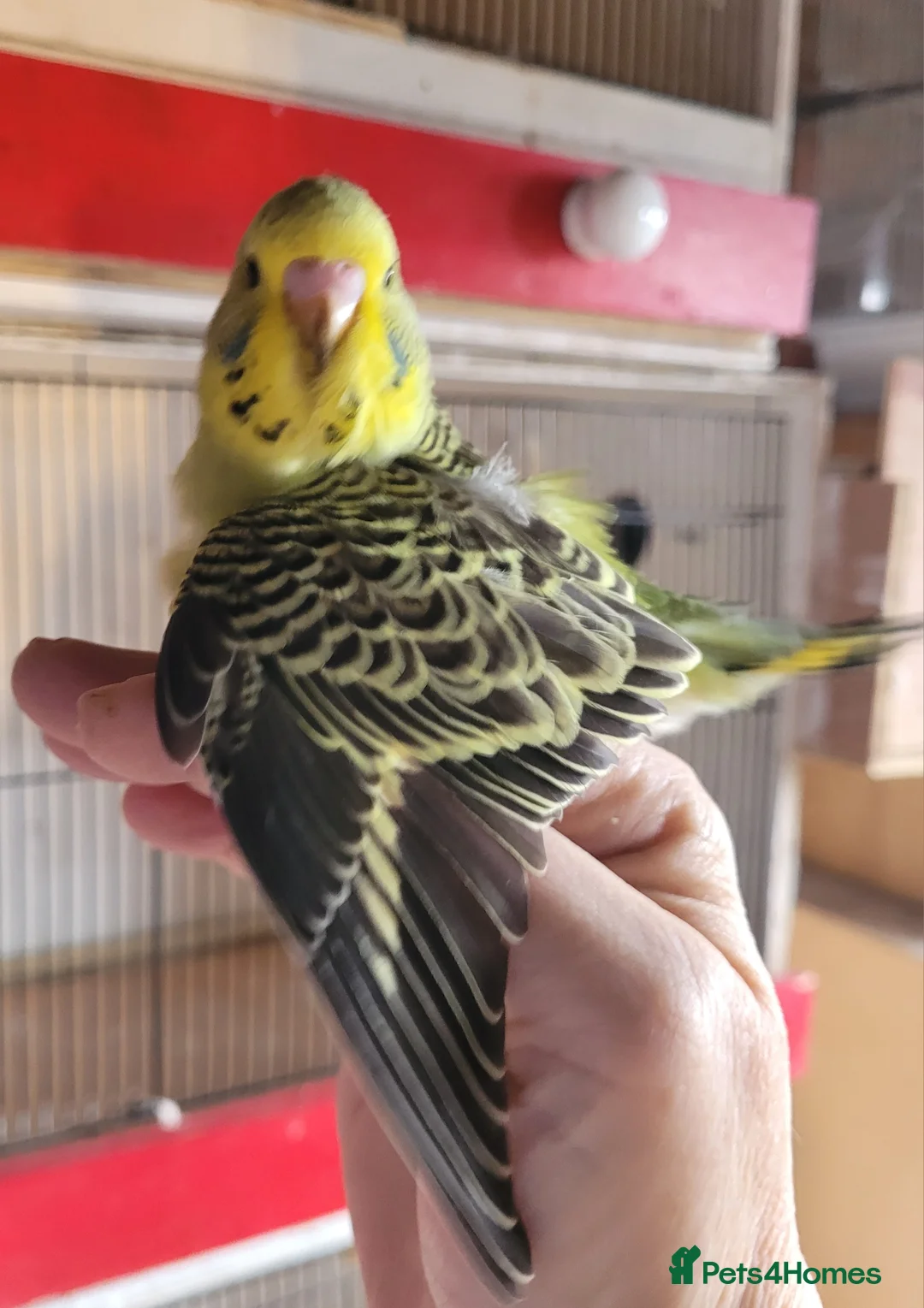 Budgerigars birds for sale: Baby Budgies (no offers) - Advert 26