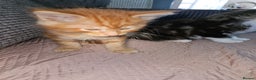Maine Coon cats for sale: Beautiful main coon kitten ready for a new home. - Advert 7