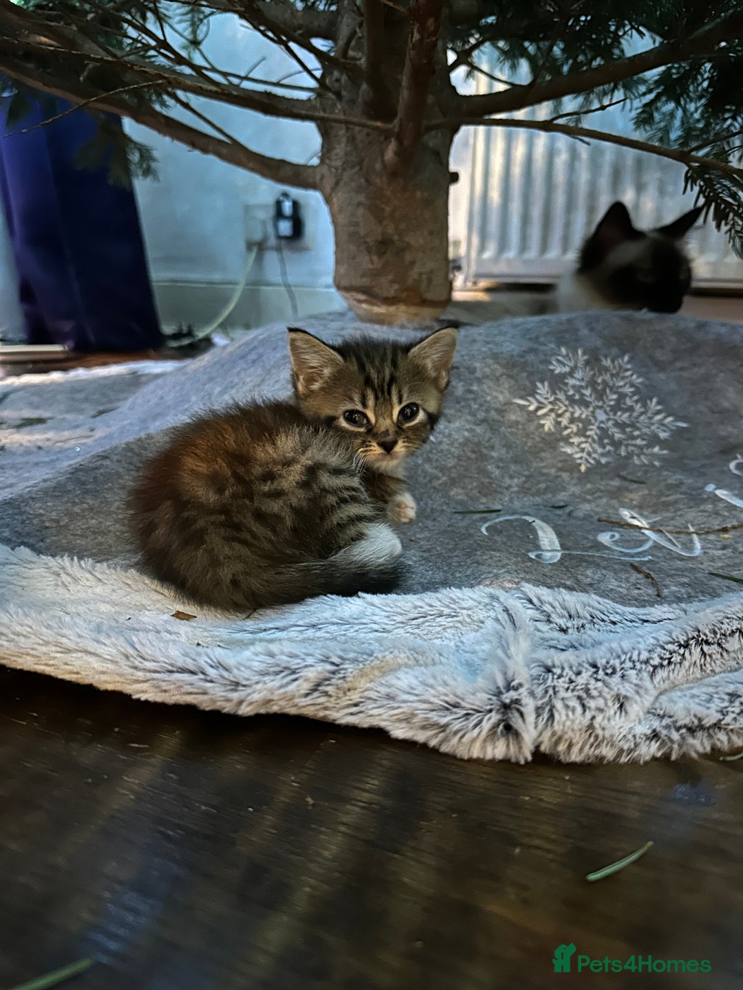 Mixed Breed cats for sale: 3 Half Ragdoll kittens; 2 boys and 1 girl - Advert 4