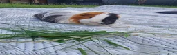Guinea Pig rodents for sale: Bonded beautiful boys in Barnsley - Advert 4