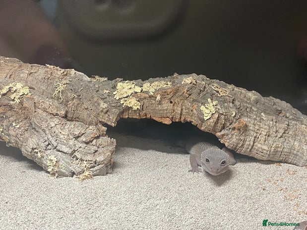 Gecko reptiles Grey and pink blizzard leopard gecko and set up. - Advert 1