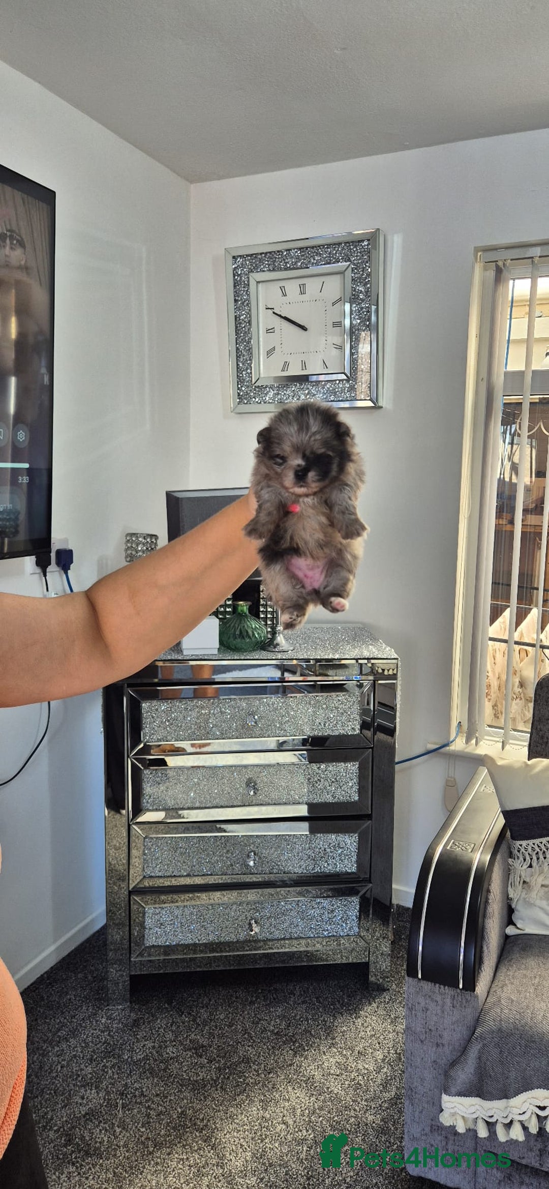 Pomeranian dogs for sale: Pomeranian teddy face xs size  - Image 3